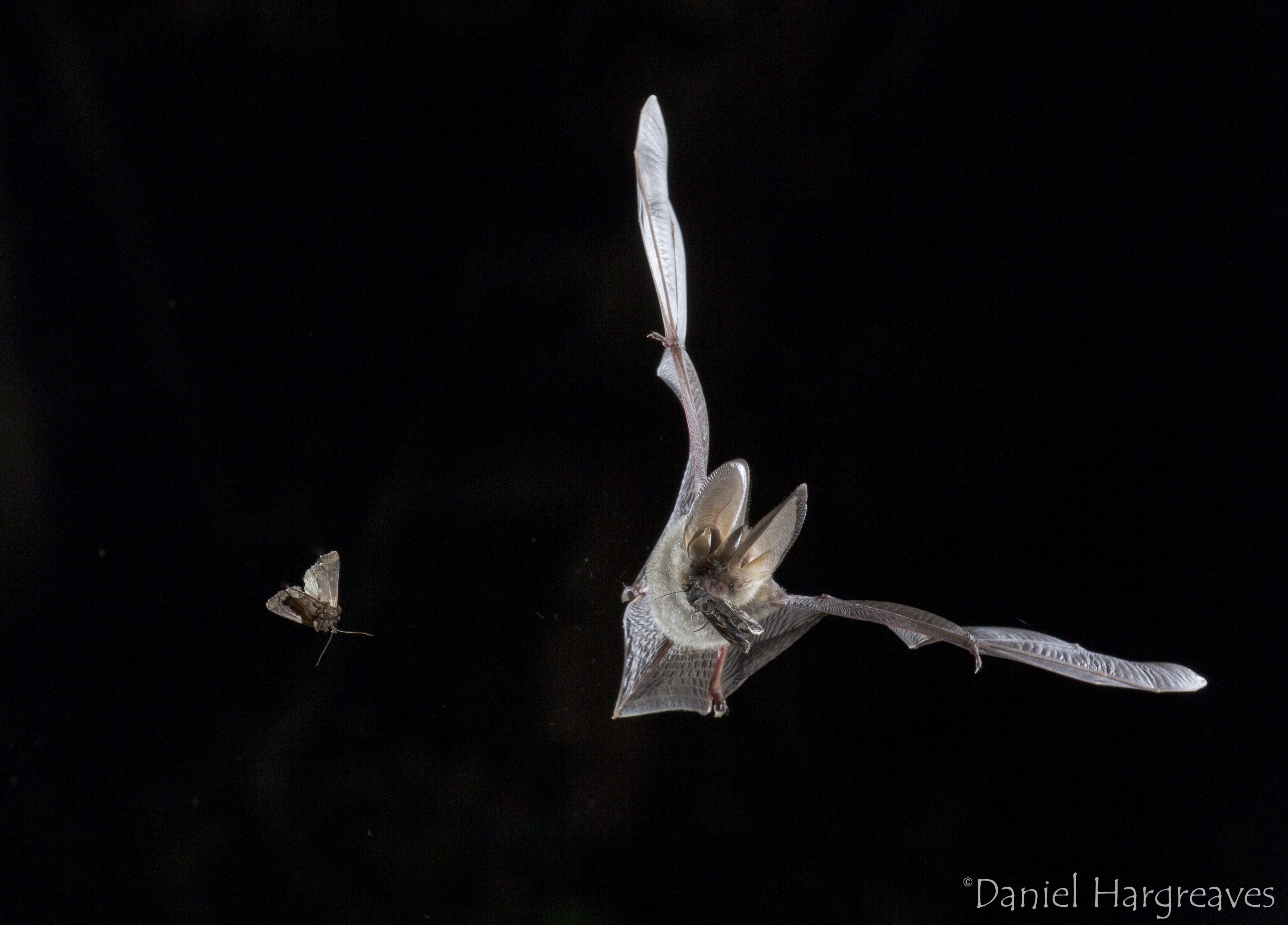 Night sounds: How AI is transforming the Bat Conservation Trust ...